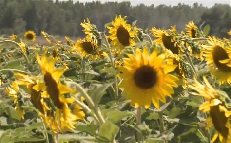 They're back! Sunflowers blooming at Columbia Bottoms